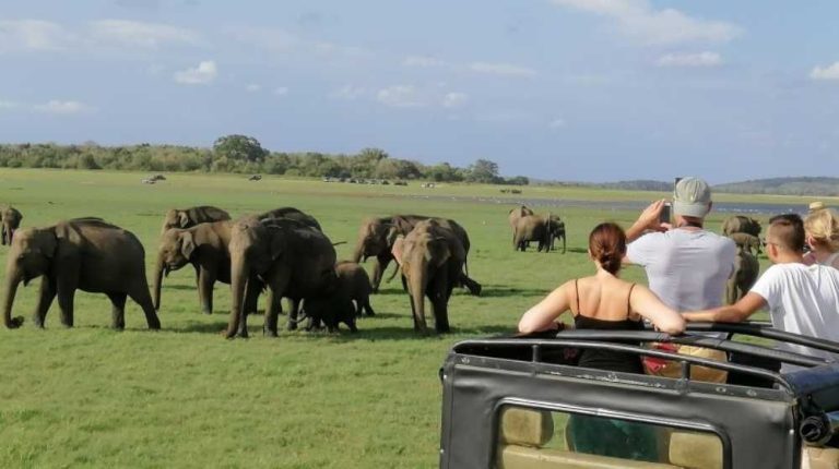 Herd of elephants grazing beside a safari jeep in Sri Lanka