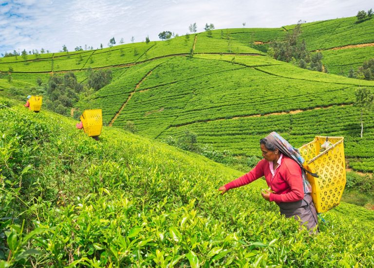Tea plucker working on a tea plantation in Nuwara Eliya