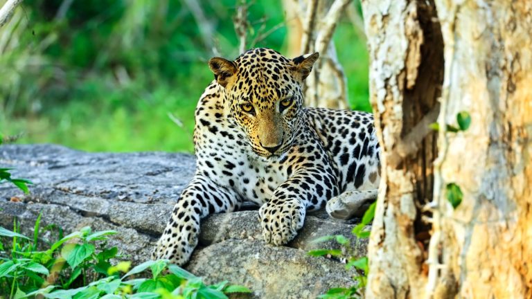 Leopard in Yala National Park, Sri Lanka