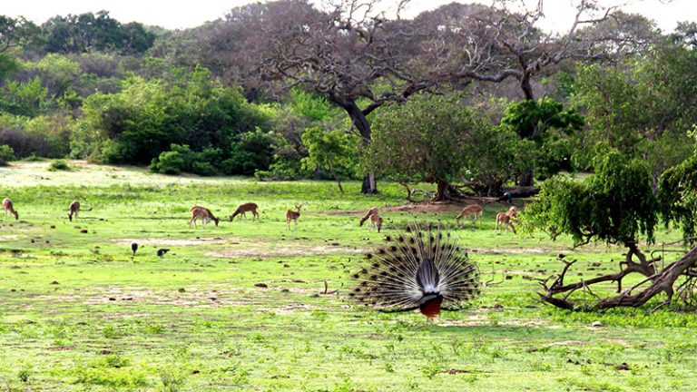 Wildlife at Yala National Park, Sri Lanka