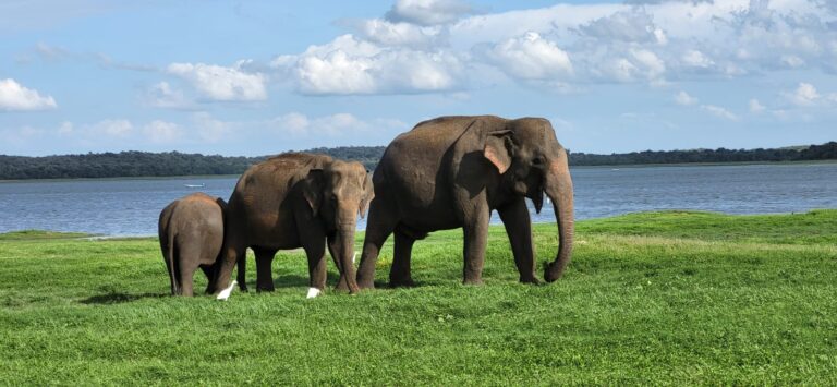 Sri Lanka Safari and Wildlife Tour: 14 Days with a Private Driver