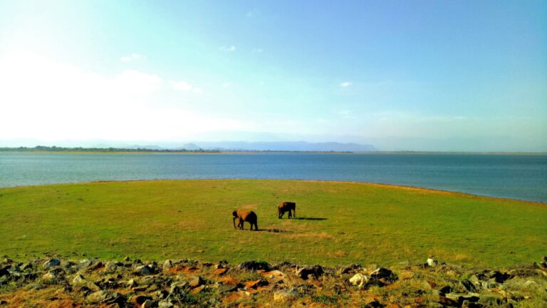 Wild elephants grazing by the Udawalawe reservoir, Sri Lanka